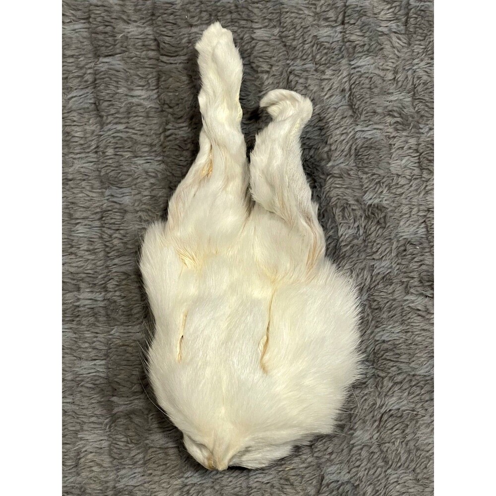 Genuine White Rabbit Face Pelt Real Fur Taxidermy Oddities Curiosities Craft Wow